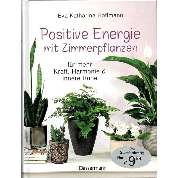 Positive Energie mit Zimmerpflanzen